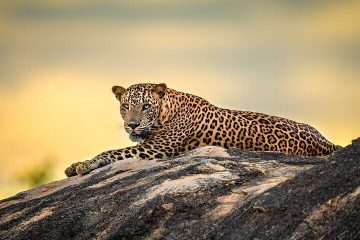 Kumana National Park Wildlife Safari